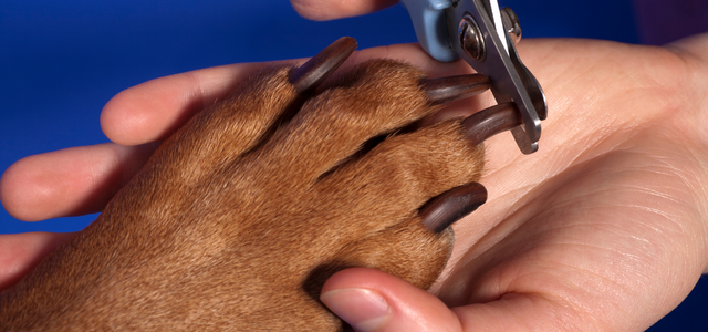 How to clip dog nails with human hotsell nail clippers